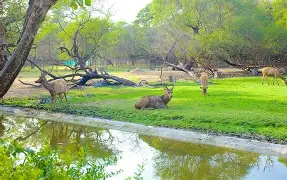 Nehru Zoo Park